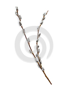 Beautiful blooming pussy willow branches on white, top view