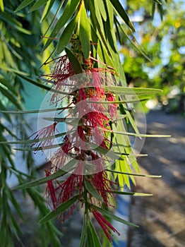 beautiful blooming red bottle brush flower, callistemon viminalis