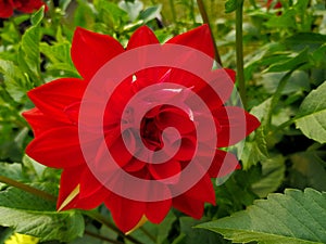 Beautiful blooming red dahlia flower in the botanical garden