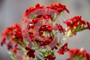 Beautiful blooming red Kalanchoe blossfeldiana flower