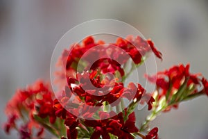 Beautiful blooming red Kalanchoe blossfeldiana flower