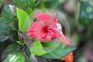 Beautiful blooming red lily flower with petal and pistil in the green leaves garden