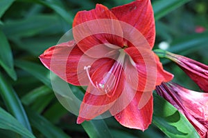 Beautiful blooming red lily flower with petal and pistil in the green leaves garden