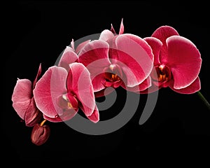 Beautiful blooming red Phalaenopsis inflorescence with bud isolated on black background. Studio close-up shot.