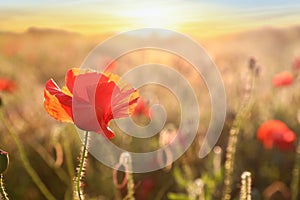 Beautiful blooming red poppy flower in field at sunset, closeup