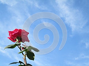 Beautiful blooming red rose with blue sky background in spring season