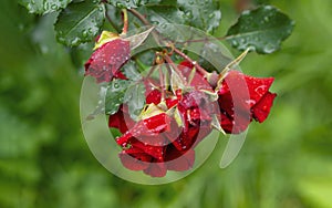 Beautiful blooming red rose on a bush in the garden