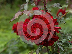 Beautiful blooming red rose on a bush in the garden