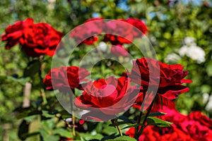 Beautiful blooming red roses in the garden. Bright daylight. Closeup of roses.