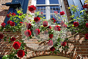 Beautiful blooming red roses in spring, climbing a sunny facade of a home in Holland.