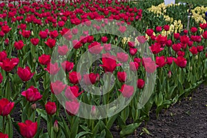 Beautiful blooming red tulip fields