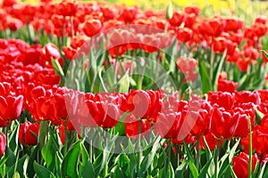 Beautiful blooming red tulips