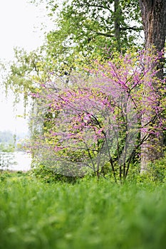 Beautiful Blooming Redbud Tree