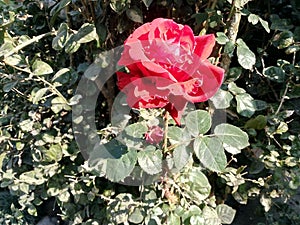 Beautiful blooming rose