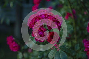 Beautiful blooming rose bush with bright pink flowers