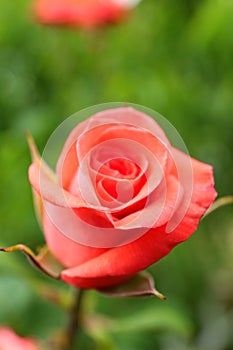 Beautiful blooming rose in garden
