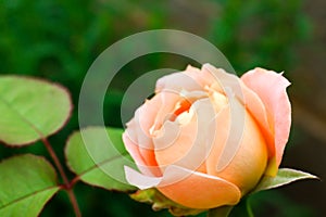 Beautiful blooming rose in green garden, closeup view