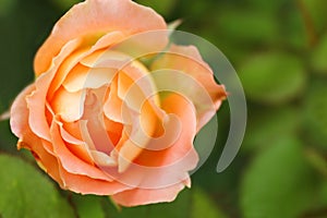 Beautiful blooming rose in green garden. Space for text