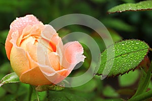 Beautiful blooming rose in green garden,  view. Space for text