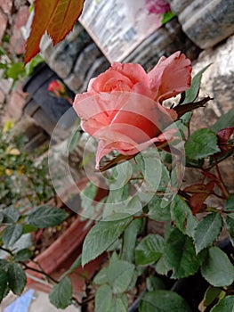 Beautiful rose plant in pot photo