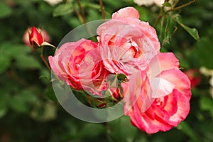 Beautiful blooming roses in garden