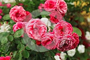 Beautiful blooming roses in garden