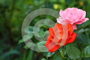 Beautiful blooming roses in garden. Space for text