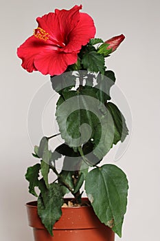 Beautiful blooming ruby red indoor hibiscus flower, white background.