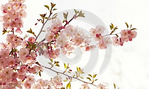 Beautiful blooming sakura tree