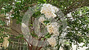 Beautiful blooming Sarusuberi Miso Haigi. Lagerstroemia indica