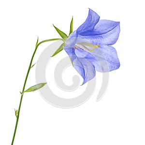 beautiful blooming single blue bell flower isolated on white background, close up