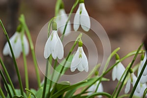 Beautiful blooming snowdrops flowers