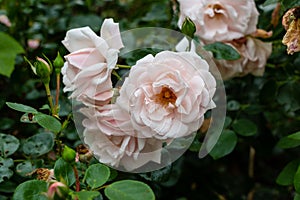 Beautiful blooming soft pink bush rose against a background of green foliage