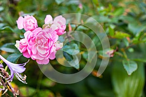 Beautiful blooming soft pink bush rose against a background of green foliage