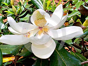 Beautiful blooming Southern magnolia closeup. Big open flower with delicate petals and fallen stamens in sunny day