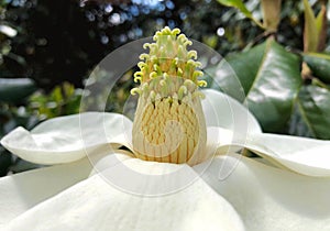 Beautiful blooming Southern magnolia closeup. Big open flower with delicate petals in sunny day
