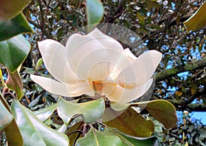 Beautiful blooming Southern magnolia, closeup. Perfectly shaped flower with delicate petals in Botanical Garden