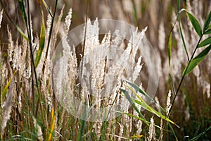 Beautiful blooming spikelets of reeds in the setting sun