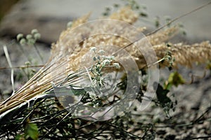 Beautiful blooming spikelets of reeds in the setting sun