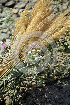 Beautiful blooming spikelets of reeds in the setting sun