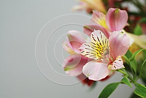 Beautiful Blooming Spring flowers Bouquet with Alstromeria Isolated Gray Background Copy Space