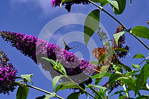 blooming budleja with butterflies on flowers photo