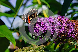 blooming budleja with butterflies on flowers photo