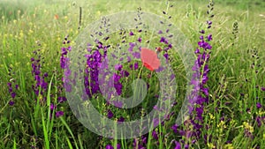 Beautiful blooming summer field with poppy and purple flowers swaying in wind