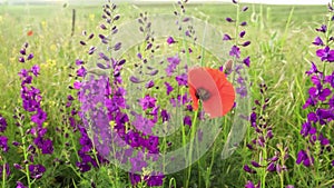 Beautiful blooming summer field with poppy and purple flowers swaying in wind