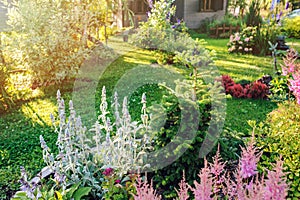 beautiful blooming summer garden in english cottage style. Flower bed with astilbe, stachys, abies koreana photo