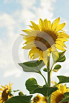 Beautiful blooming sunflower