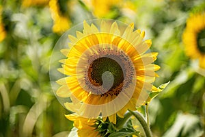 Beautiful blooming sunflower. Bee on the flower. Harvest concept background
