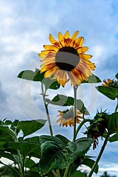Beautiful blooming sunflower in farming field