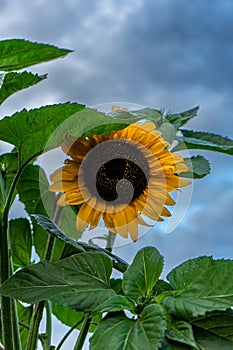 Beautiful blooming sunflower in farming field